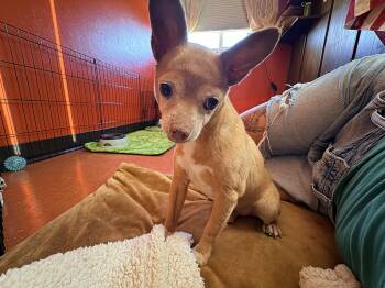 Chewy -  Chihuahua Dog for Adoption in Tucson, Arizona - Chewy | PetCurious