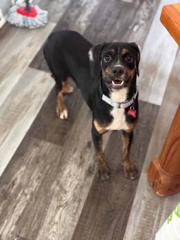 Jack -  Pug and Beagle Dog for Adoption in Dysart, Iowa - Jack | PetCurious