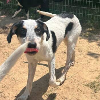 Foster Gizmo -  Hound Dog for Adoption in Oswego, Illinois - Foster Gizmo | PetCurious