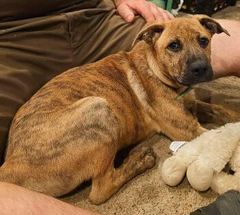 Piglet -  Dutch Shepherd Dog for Adoption in Harlingen, Texas - Piglet | PetCurious