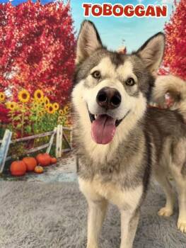 Toboggan -  Husky Dog for Adoption in Flint, Michigan - Toboggan | PetCurious