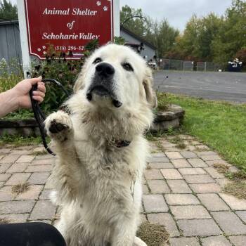 Teggy -  Great Pyrenees Dog for Adoption in Howes Cave, New York - Teggy | PetCurious