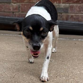 Hunter -  Chihuahua Dog for Adoption in Tulsa, Oklahoma - Hunter | PetCurious