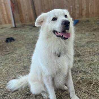 Rescue Mixed Breed Dogs for Adoption in Houston, Texas - Ted | PetCurious