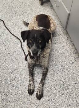 Terrier Dogs Available for Adoption in Athens, Tennessee - Jolene | PetCurious