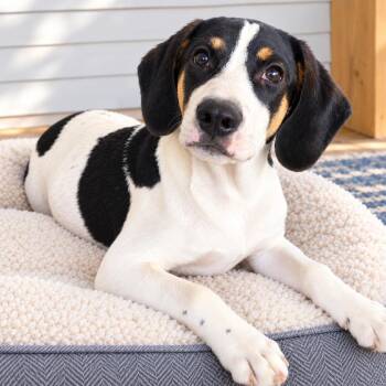 CT Lancer -  Treeing Walker Coonhound and Mixed Breed Dog for Adoption in Stormville, New York - CT Lancer | PetCurious