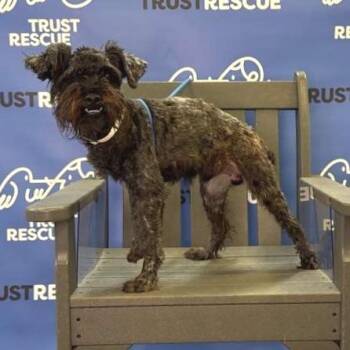 DONOGAN -  Schnauzer and Mixed Breed Dog for Adoption in Waterford, New Jersey - DONOGAN | PetCurious