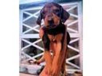 PLEASE HELP Nanette & her Pups (KY) -  Black And Tan Coonhound Dog for Adoption - PLEASE HELP Nanette & Her Pups (KY) | PetCurious