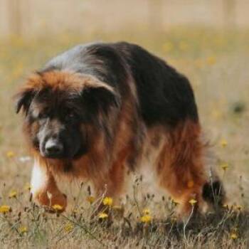 Titan -  German Shepherd Dog and Mixed Breed Dog for Adoption in Portland, Oregon - Titan | PetCurious