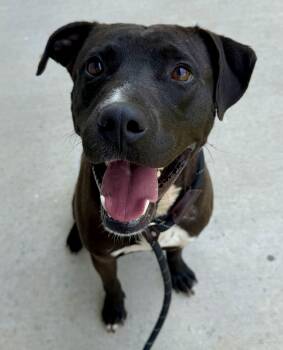 Kovu -  Black Labrador Retriever Dog for Adoption in Lancaster, South Carolina - Kovu | PetCurious