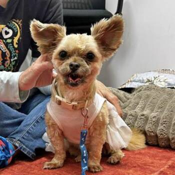 Dior -  Chihuahua and Shih Tzu Dog for Adoption in Atlanta, Georgia - Dior | PetCurious