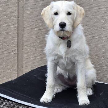 Belly -  Labrador Retriever and Mixed Breed Dog for Adoption in Mooresville, North Carolina - Belly | PetCurious