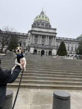 Mixed Breed Dogs Available for Adoption in West Chester, Pennsylvania - Cayden | PetCurious