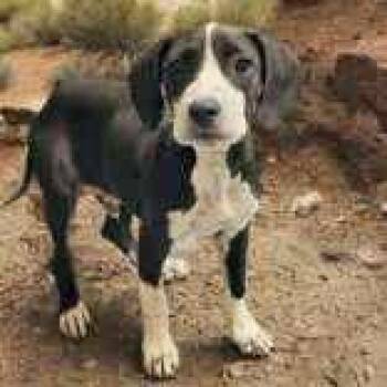 Rescue Coonhound Dogs for Adoption in Portsmouth, Ohio - Nash | PetCurious