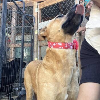 Petuka (Honey) -  Mixed Breed and Yellow Labrador Retriever Dog for Adoption in Palm Desert, California - Petuka (Honey) | PetCurious