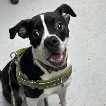 Boxer and Hound Dogs Available for Adoption in Uniontown, Pennsylvania - Marcel | PetCurious