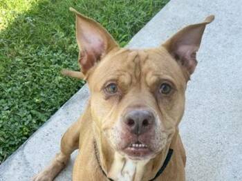 Mixed Breed Dogs Available for Adoption in Georgetown, Texas - Reba | PetCurious