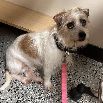 Pinto -  Jack Russell Terrier Dog for Adoption in Lakeland, Florida - Pinto | PetCurious