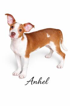 Mixed Breed Dogs Available for Adoption - Anhel  | PetCurious