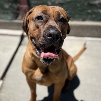 Hazel -  Mastiff and Mixed Breed Dog for Adoption in San Francisco, California - Hazel | PetCurious