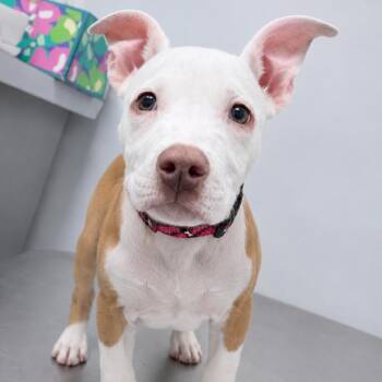 Pit Bull Terrier and Mixed Breed Dogs Available for Adoption in Northville, Michigan - Missy | PetCurious