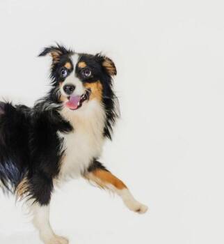 Dallas -  Australian Shepherd Dog for Adoption in York, South Carolina - Dallas | PetCurious