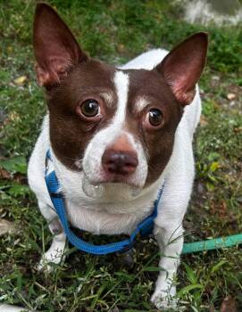 Rescue Chihuahua and Jack Russell Terrier Dogs for Adoption - Linda | PetCurious