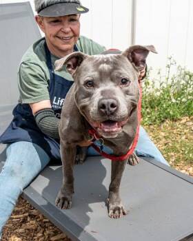 Mixed Breed Dogs Available for Adoption in Chamblee, Georgia - Alaric | PetCurious