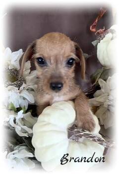Brandon -  Chihuahua Dog for Adoption in Tulsa, Oklahoma - Brandon | PetCurious