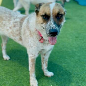 Sunny A2282836 -  Cattle Dog Dog for Adoption in Los Angeles, California - Sunny A2282836 | PetCurious