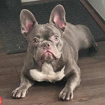 Dior -  Mixed Breed Dog for Adoption in Greensboro, North Carolina - Dior | PetCurious
