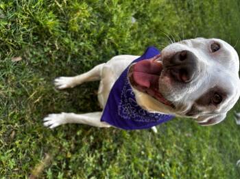 Rescue Pit Bull Terrier Dogs for Adoption in Spring, Texas - Amorette | PetCurious