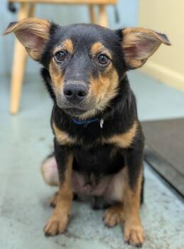 Puppy Romeo -  Corgi and Shepherd Dog for Adoption in Cuyahoga Falls, Ohio - Puppy Romeo | PetCurious