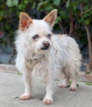 Terrier Dogs Available for Adoption in Los Angeles, California - Muffin | PetCurious