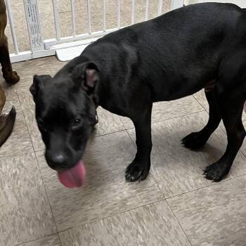 Rumpelstiltskin -  Pit Bull Terrier Dog for Adoption in Birmingham, Alabama - Rumpelstiltskin | PetCurious