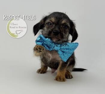 Yorkshire Terrier and Dachshund Dogs Available for Adoption in Benton, Louisiana - Ragnar | PetCurious