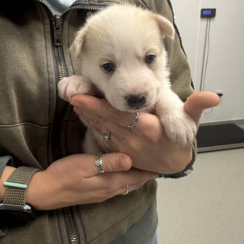 White German Shepherd Dogs Available for Adoption - Dublin | PetCurious