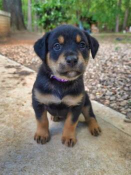 Rottweiler and German Shepherd Dog Dogs Available for Adoption in Wake Forest, North Carolina - Beignet | PetCurious