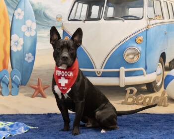 Domino -  Pit Bull Terrier and French Bulldog Dog for Adoption in Chandler, Arizona - Domino | PetCurious