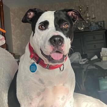 Panda the Perfect Doggy Pal -  Pit Bull Terrier and Labrador Retriever Dog for Adoption in Friendswood, Texas - Panda The Perfect Doggy Pal | PetCurious