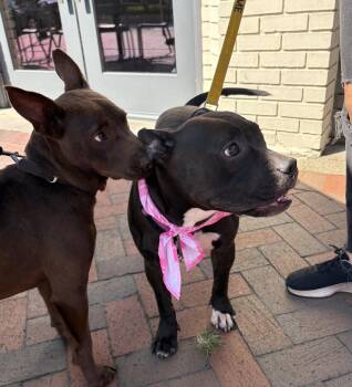 American Bulldog Dogs Available for Adoption - Koko Urgently Needs Foster Or Adopter | PetCurious