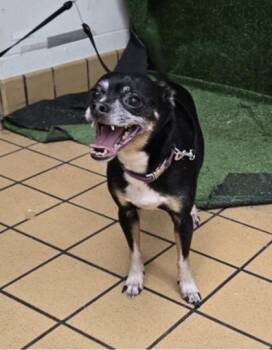 Cola - 1 -  Chihuahua and Mixed Breed Dog for Adoption in Daytona Beach, Florida - Cola - 1 | PetCurious