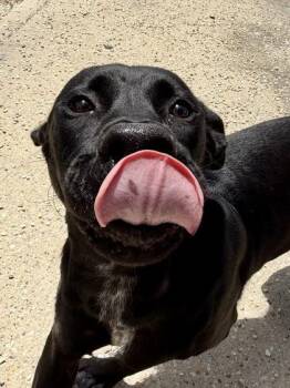 Slade (Zeus) (in Foster) -  Labrador Retriever and Mixed Breed Dog for Adoption in New Orleans, Louisiana - Slade (Zeus) (in Foster) | PetCurious