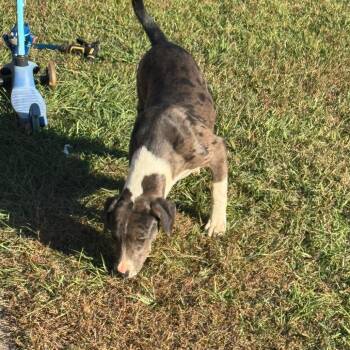 Rescue Mixed Breed Dogs for Adoption in Columbus, Georgia - Hazel | PetCurious