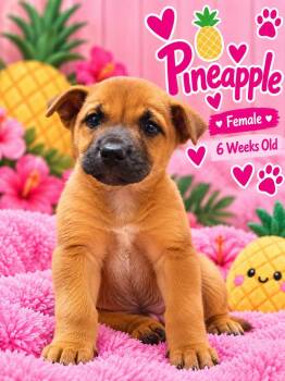 Pineapple -  Black Mouth Cur Dog for Adoption in Fort Worth, Texas - Pineapple | PetCurious