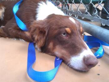 YOUNG -  Border Collie and Mixed Breed Dog for Adoption in Chula Vista, California - YOUNG | PetCurious