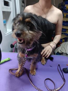Cash -  Terrier Dog for Adoption in Fort Lupton, Colorado - Cash | PetCurious