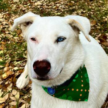 Shepherd Dogs Available for Adoption in Redmond, Washington - Angel | PetCurious