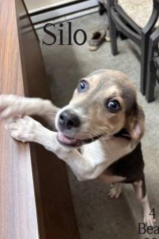 Silo -  Beagle Dog for Adoption in Newport, Kentucky - Silo | PetCurious