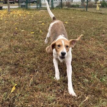 Rescue Beagle Dogs for Adoption in Gloucester, Virginia - August | PetCurious